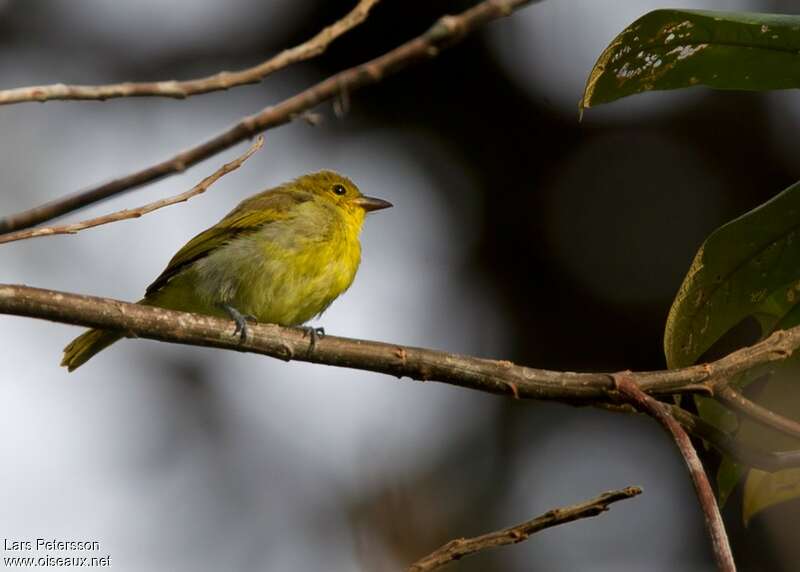 Yellow-backed Tanager female adult, pigmentation