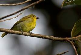 Tangara à dos jaune