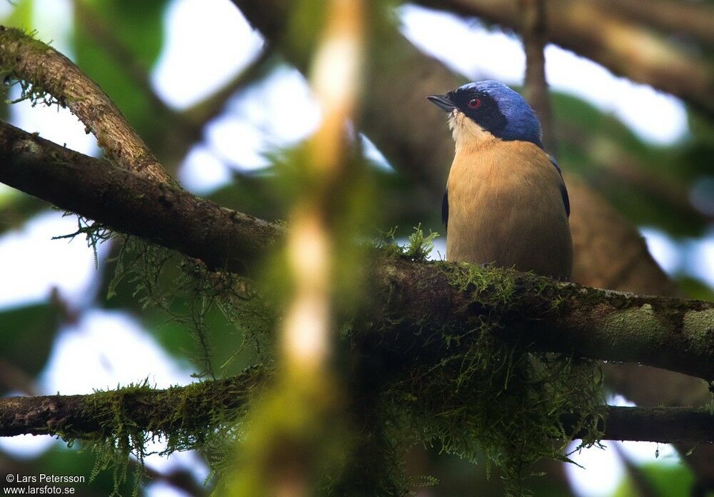 Fawn-breasted Tanager