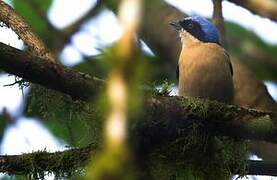 Fawn-breasted Tanager