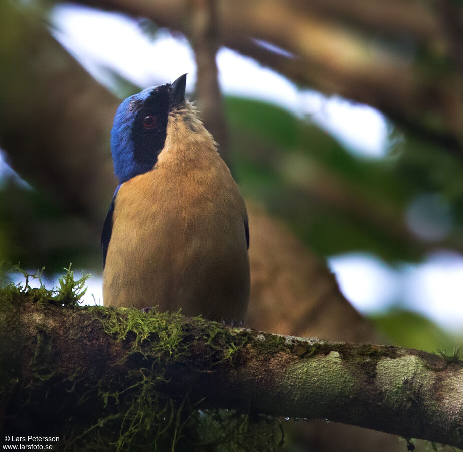 Fawn-breasted Tanager