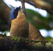 Fawn-breasted Tanager