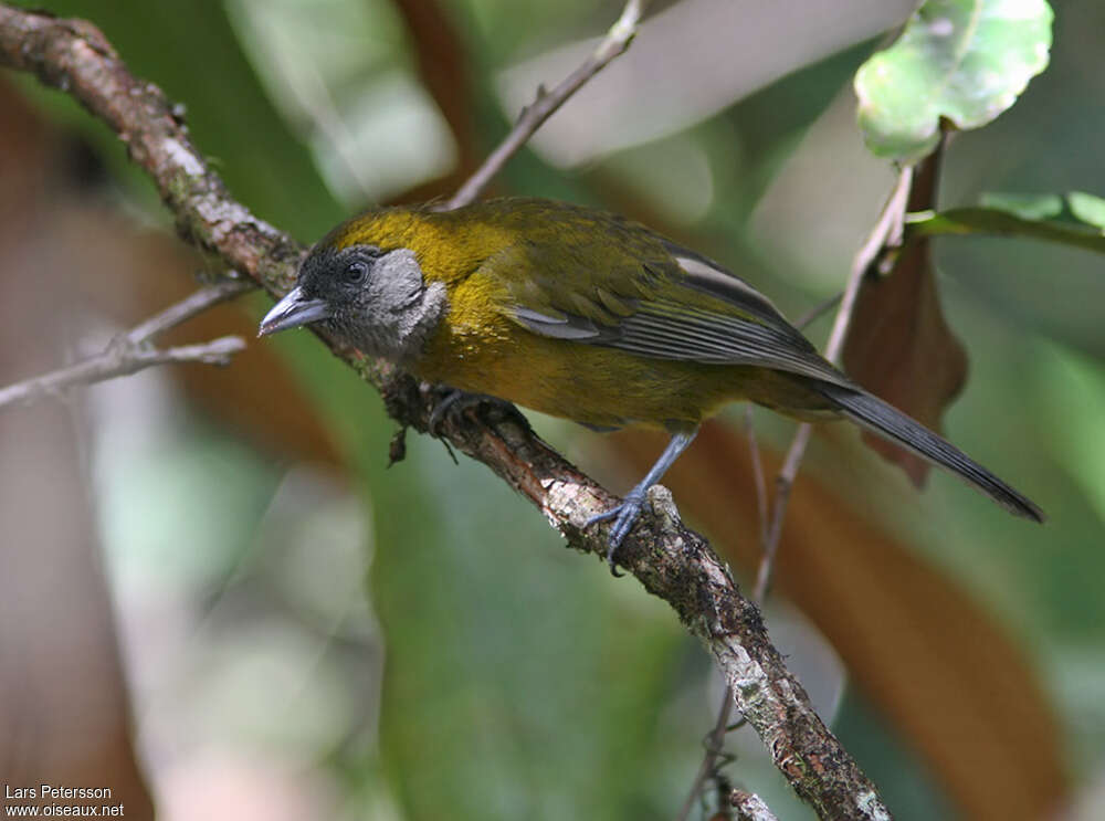 Olive-backed Tanageradult