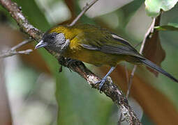 Olive-backed Tanager