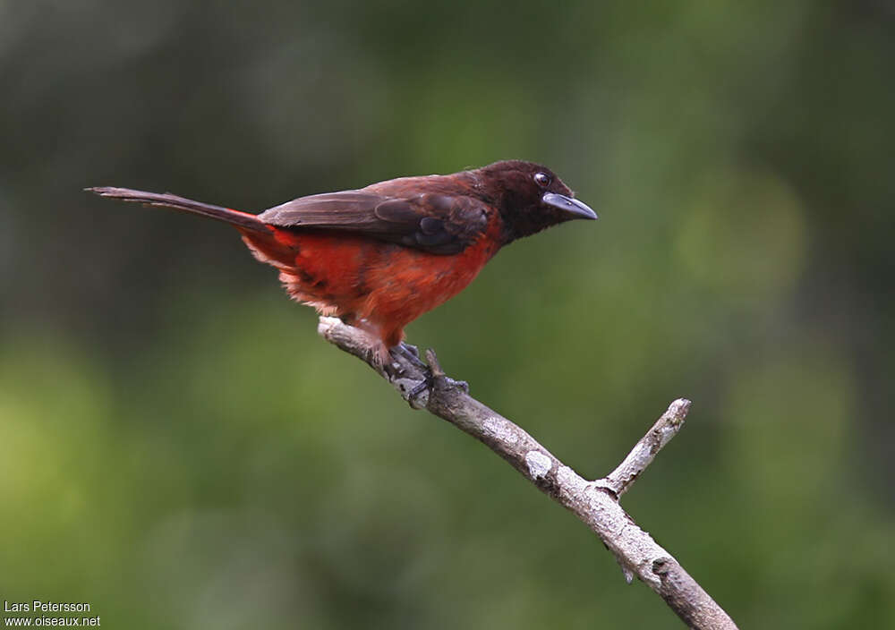 Tangara à dos rouge femelle adulte, identification