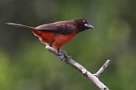 Crimson-backed Tanager