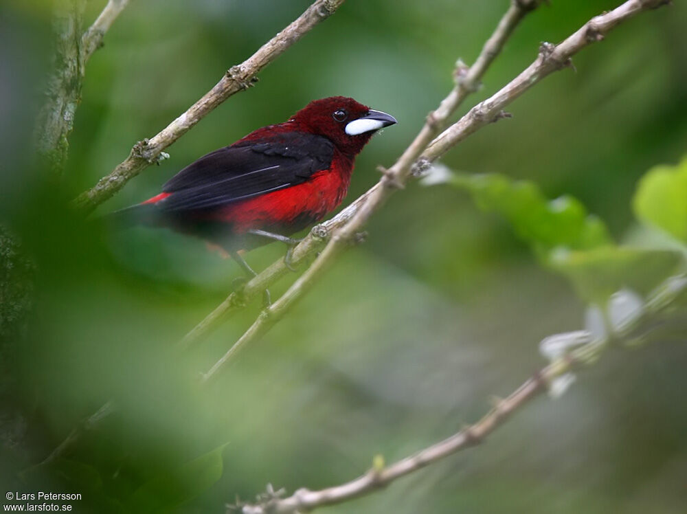 Tangara à dos rouge