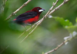 Tangara à dos rouge