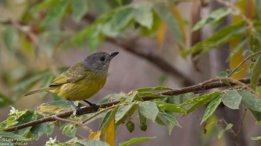 White-shouldered Tanager