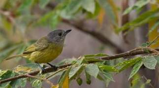 White-shouldered Tanager