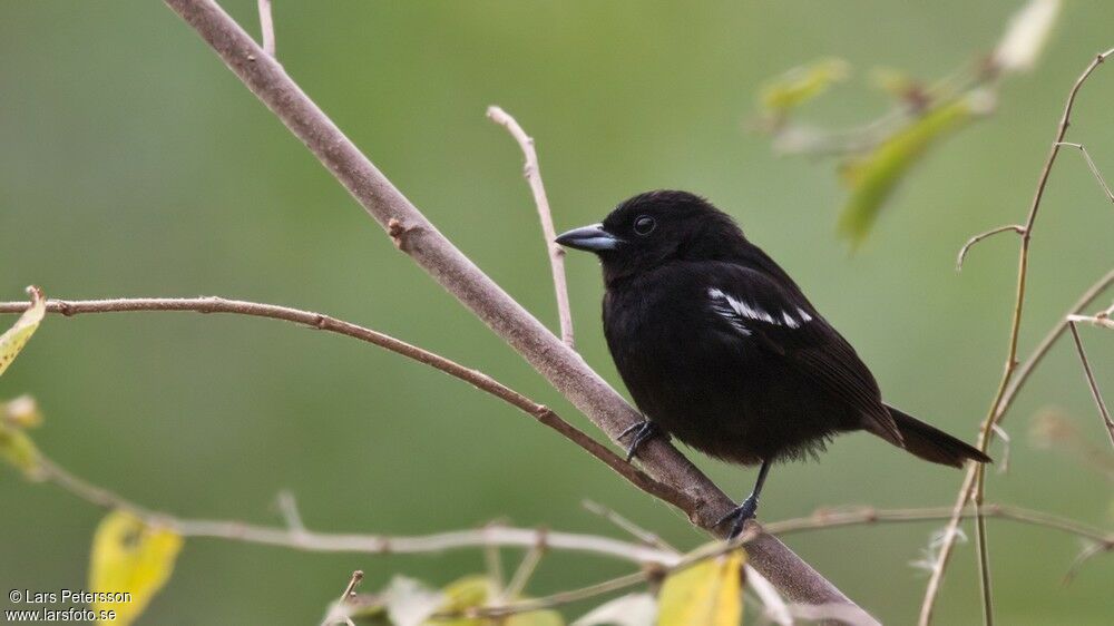 White-shouldered Tanager