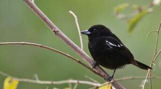 White-shouldered Tanager