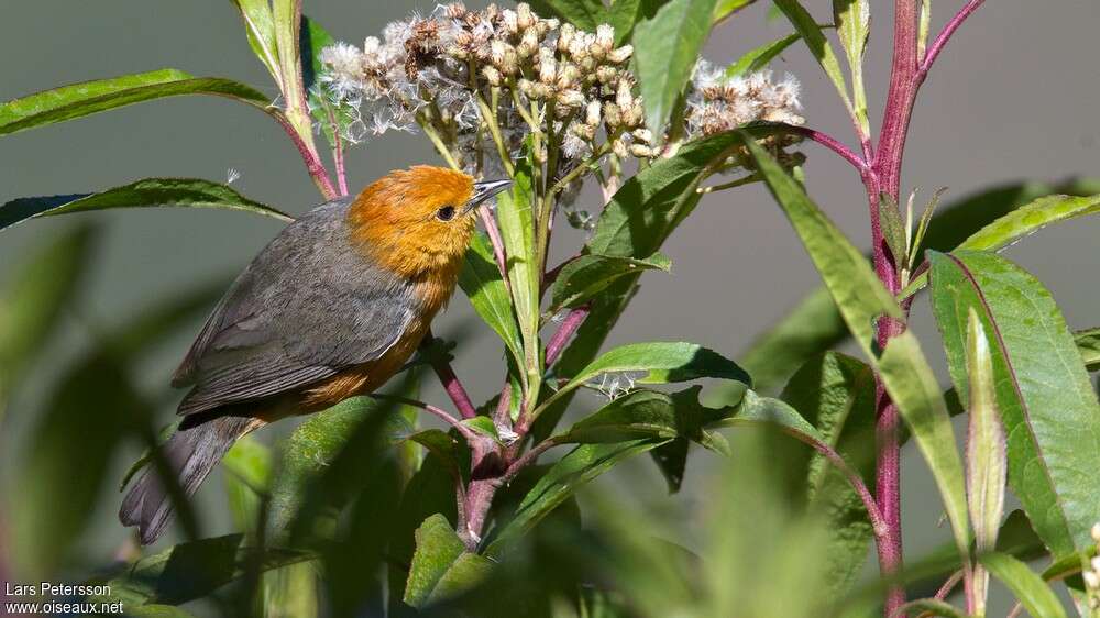 Rufous-chested Tanageradult, identification