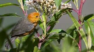 Rufous-chested Tanager