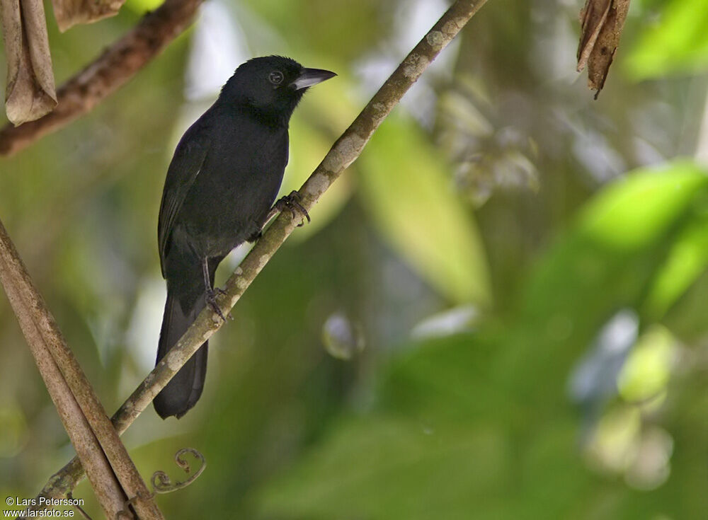 Tangara à galons blancs