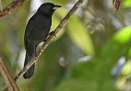 White-lined Tanager