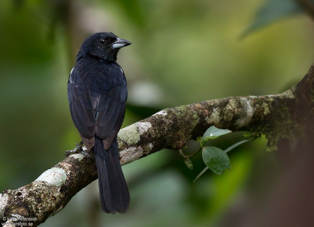 White-lined Tanager