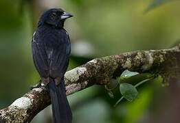 White-lined Tanager