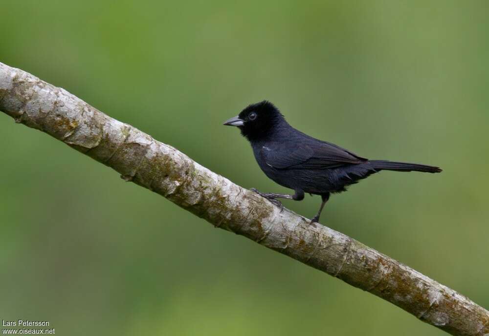 White-lined Tanager male adult, identification