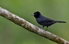 White-lined Tanager