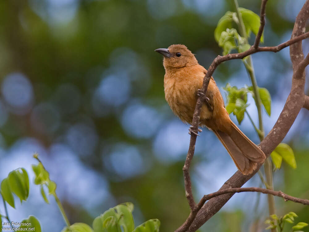 White-lined Tanager female adult, habitat, pigmentation