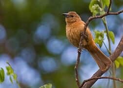 White-lined Tanager