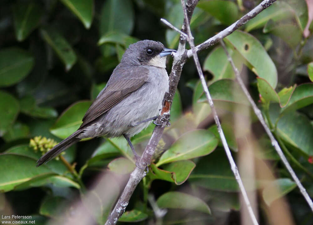 Red-shouldered Tanager female adult, identification