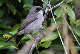 Red-shouldered Tanager