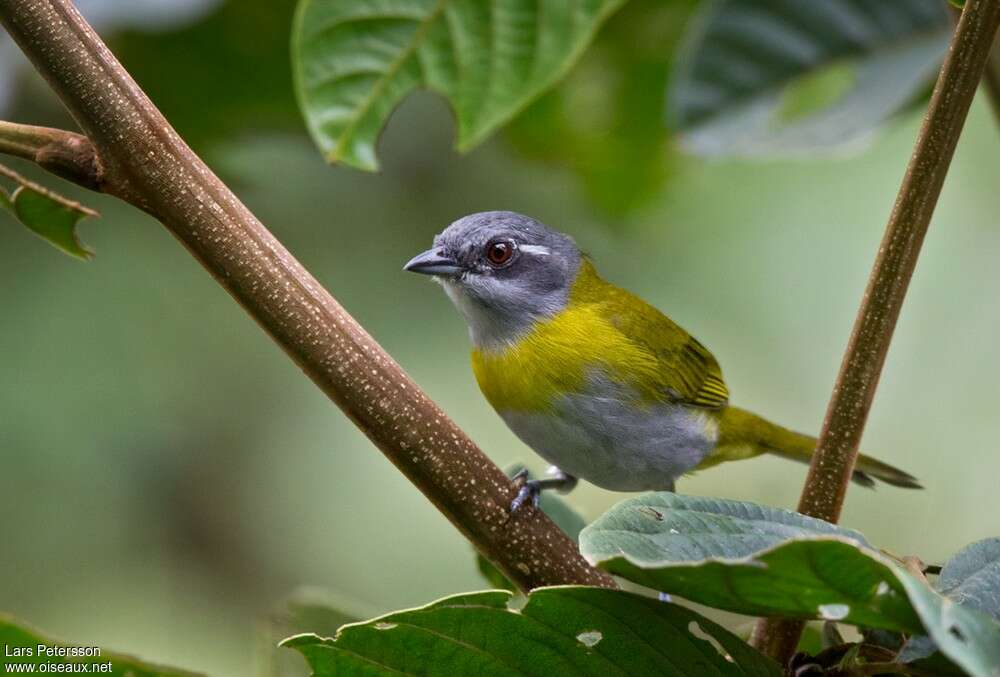 Ashy-throated Chlorospingusadult, identification