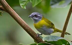 Ashy-throated Bush Tanager