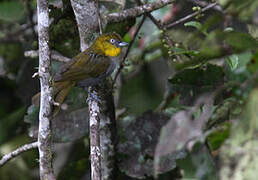 Yellow-throated Chlorospingus