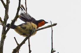 Orange-throated Tanager