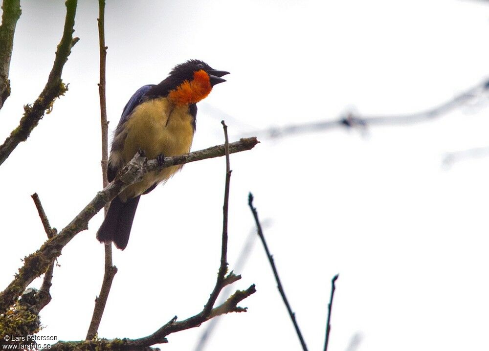 Orange-throated Tanager