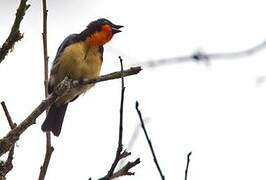 Orange-throated Tanager