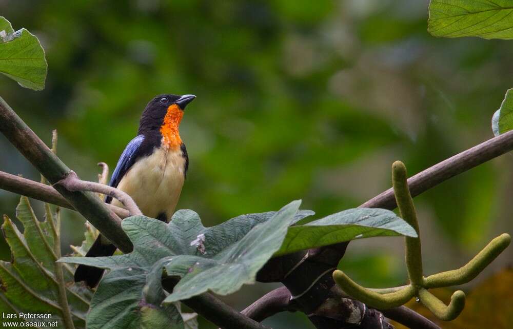 Orange-throated Tanageradult