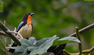 Orange-throated Tanager