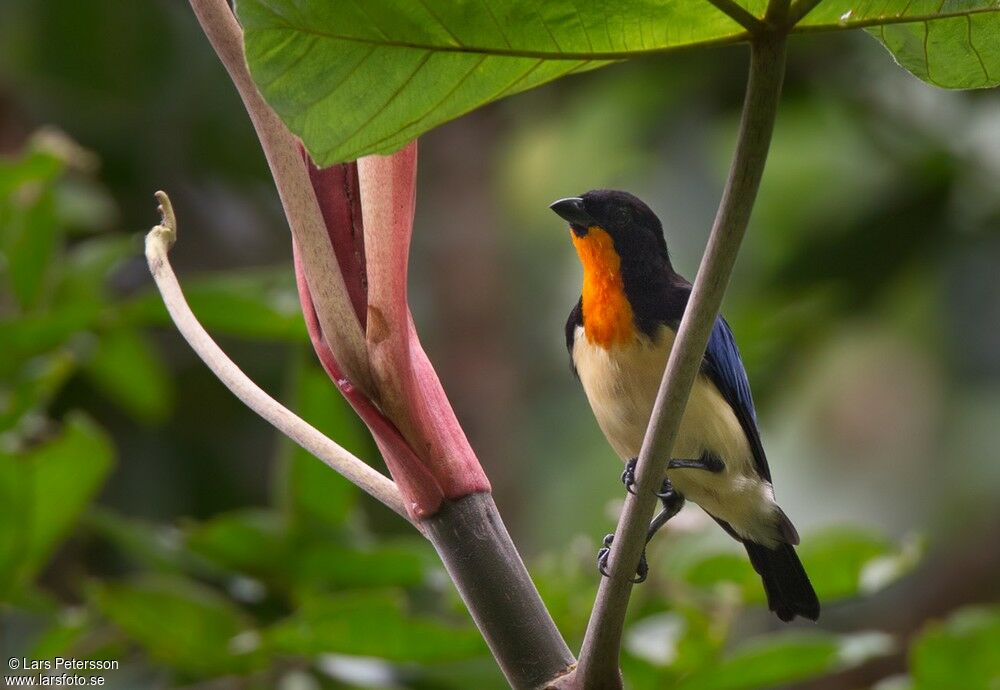 Orange-throated Tanager