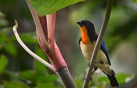 Orange-throated Tanager