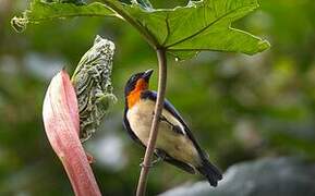 Orange-throated Tanager