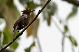 Flame-crested Tanager