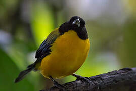 Black-chinned Mountain Tanager