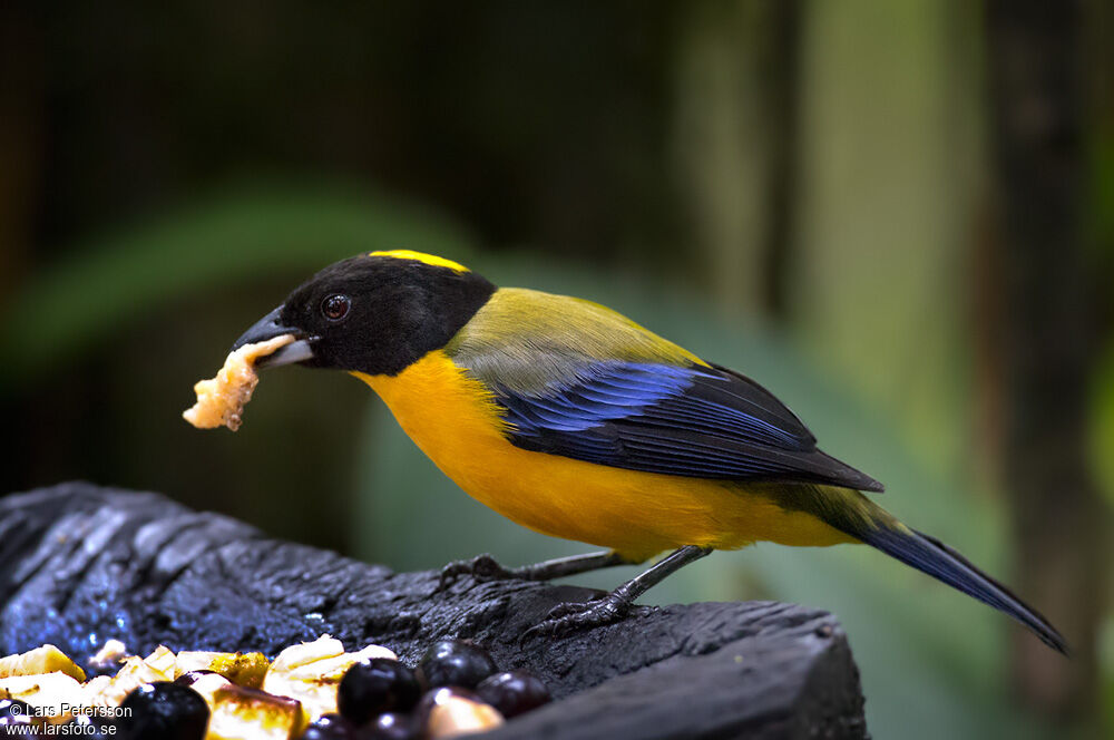 Black-chinned Mountain Tanager