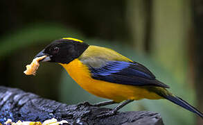 Black-chinned Mountain Tanager