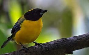 Black-chinned Mountain Tanager