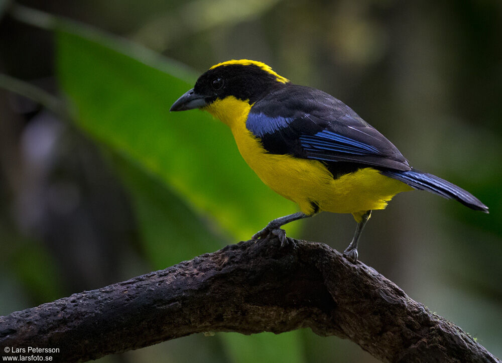 Tangara à nuque jaune