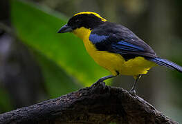 Blue-winged Mountain Tanager