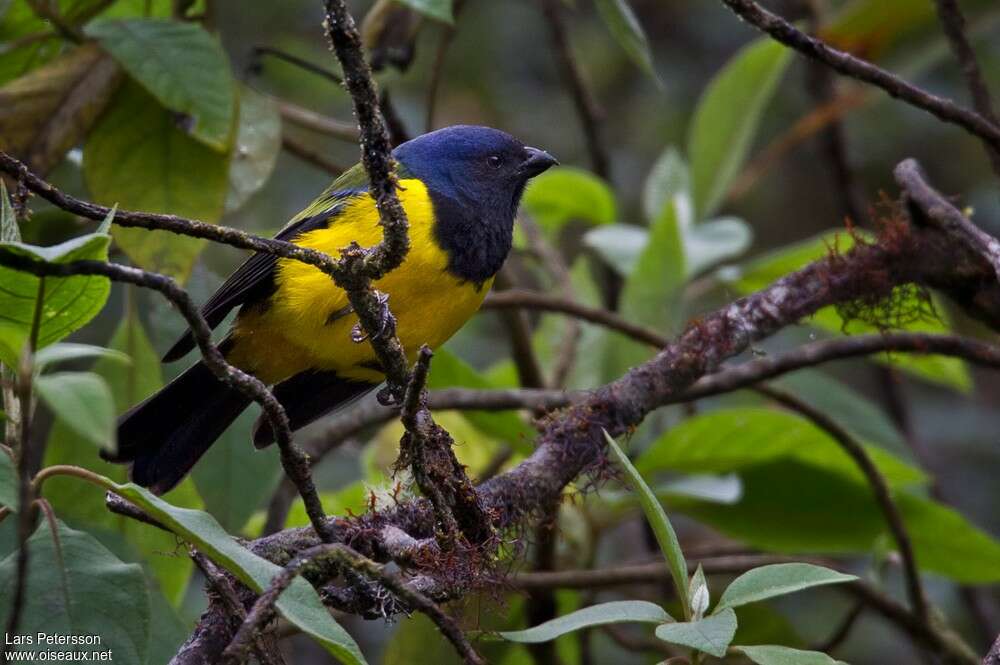 Black-chested Mountain Tanageradult