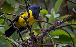 Black-chested Mountain Tanager