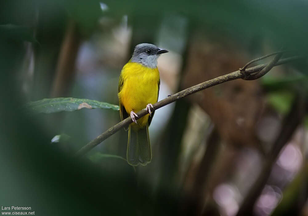 Grey-headed Tanageradult