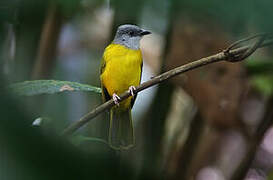 Grey-headed Tanager